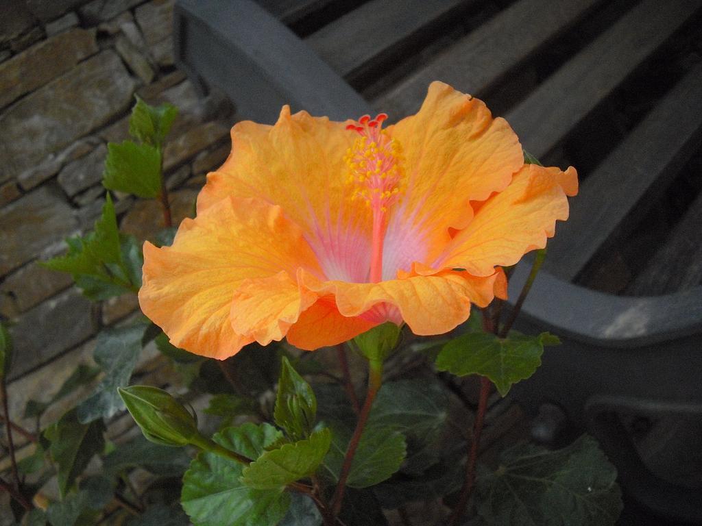 B&B Hibiscus Capoterra Exterior foto